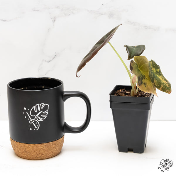 Alocasia Cuprea Gold/Aurea/Caramel Latte Variegated (wk6-S)