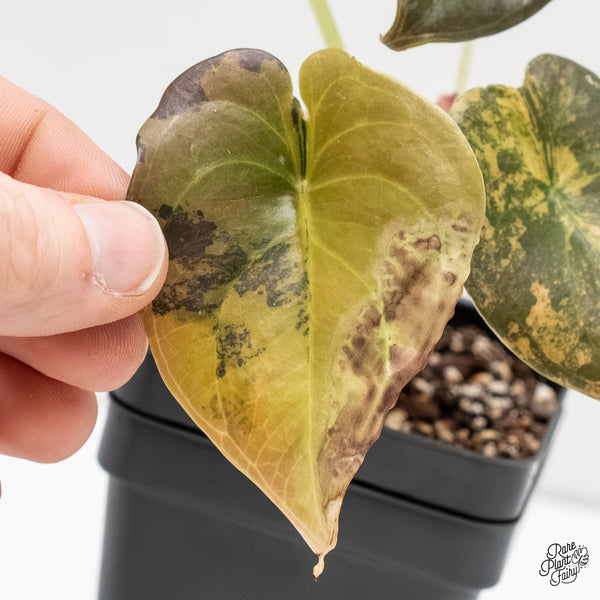 Alocasia Cuprea Gold/Aurea/Caramel Latte Variegated (wk6-S)