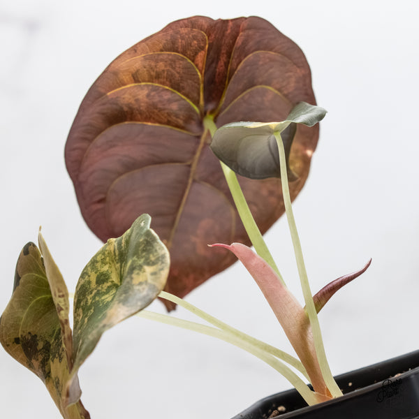 Alocasia Cuprea Gold/Aurea/Caramel Latte Variegated (wk6-S)