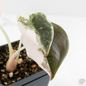 Alocasia 'Cuprea' Albo/Pink Variegated (wk18-F)