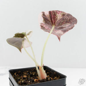 Alocasia 'Cuprea' Albo/Pink Variegated (wk18-F)