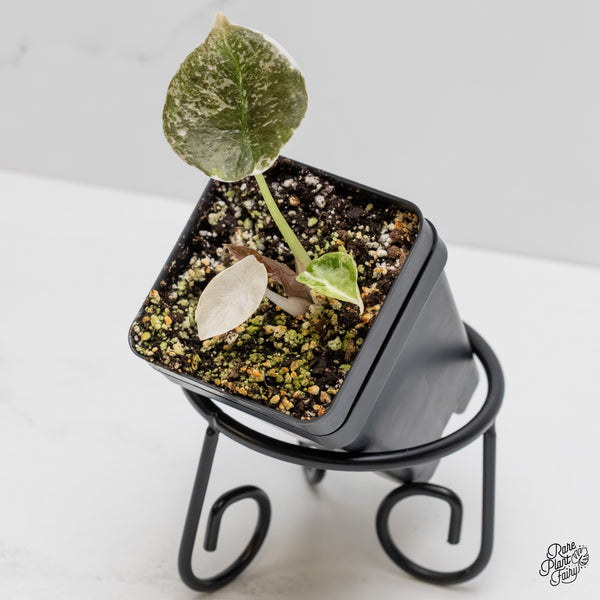 Alocasia 'Cuprea' Albo/Pink Variegated (wk5-J)