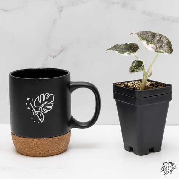 Alocasia 'Cuprea' Albo/Pink Variegated (wk6-A)