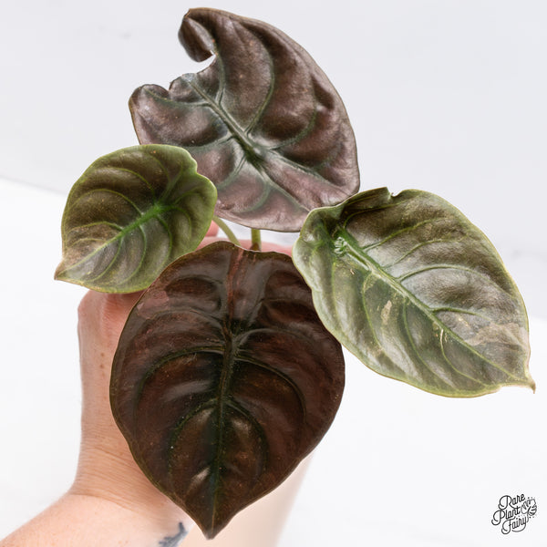 Alocasia Cuprea Pink/Mint Variegated (wk37-R) *Corming Size*