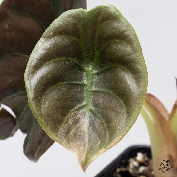 Alocasia Cuprea Pink/Mint Variegated (wk37-R) *Corming Size*