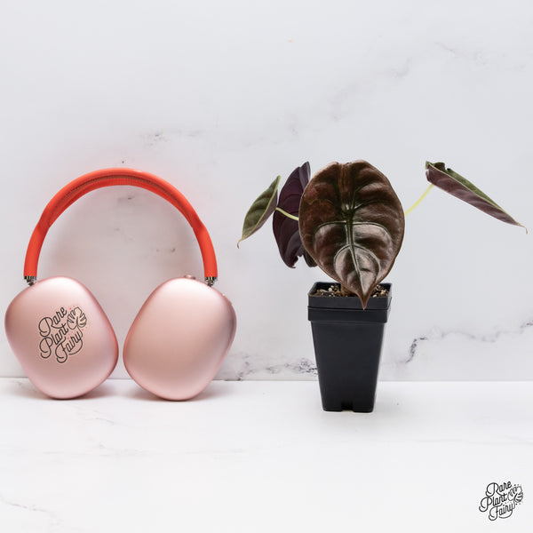 Alocasia Cuprea Pink/Mint Variegated (wk37-R) *Corming Size*