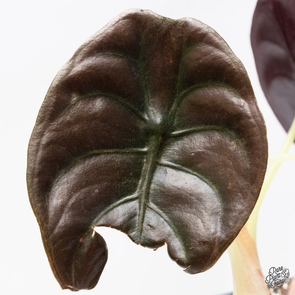 Alocasia Cuprea Pink/Mint Variegated (wk37-R) *Corming Size*