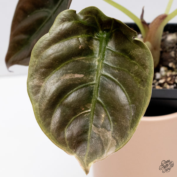 Alocasia Cuprea Pink/Mint Variegated (wk37-R) *Corming Size*