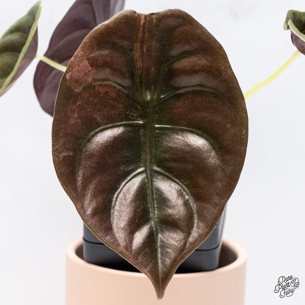 Alocasia Cuprea Pink/Mint Variegated (wk37-R) *Corming Size*