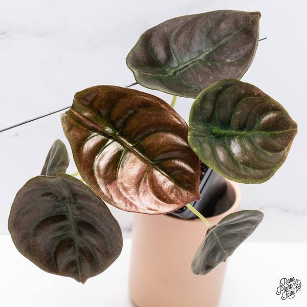 Alocasia Cuprea Pink/Mint Variegated (wk37-T)