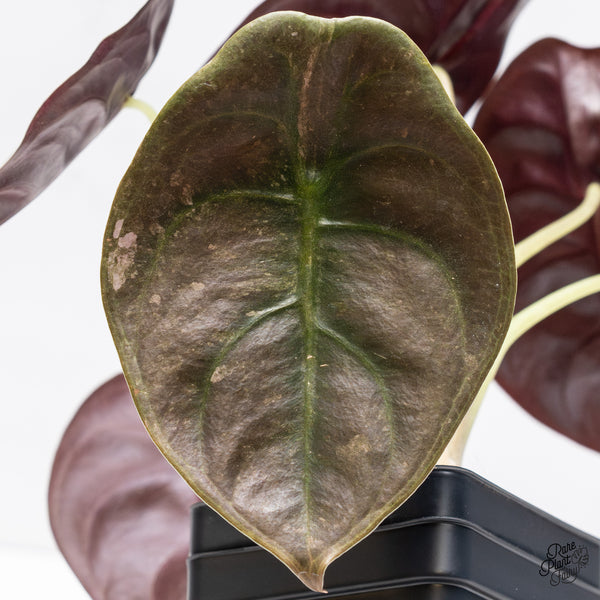 Alocasia Cuprea Pink/Mint Variegated (wk37-T)
