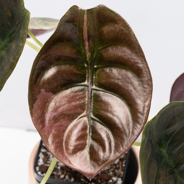 Alocasia Cuprea Pink/Mint Variegated (wk37-T)