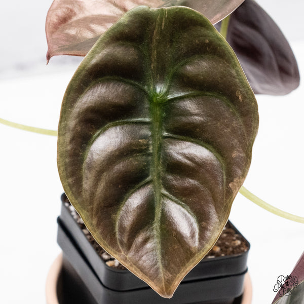 Alocasia Cuprea Pink/Mint Variegated (wk37-T)