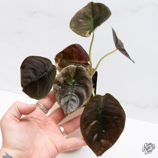 Alocasia Cuprea Pink/Mint Variegated (wk37-U) *Corming Size*