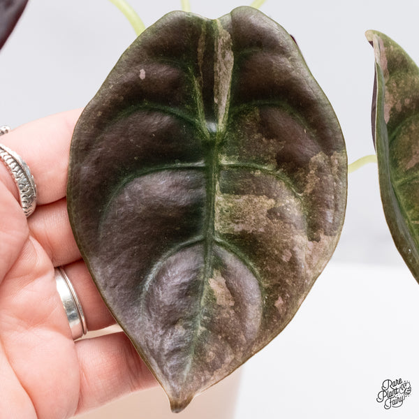 Alocasia Cuprea Pink/Mint Variegated (wk37-U) *Corming Size*