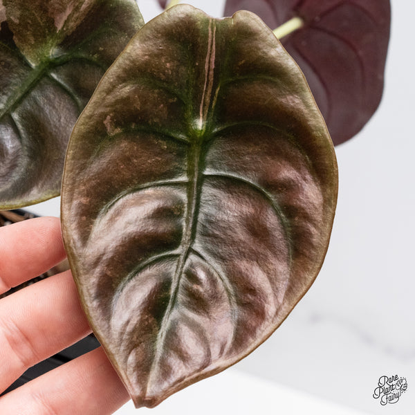 Alocasia Cuprea Pink/Mint Variegated (wk37-U) *Corming Size*