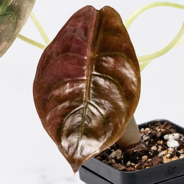 Alocasia Cuprea Pink/Mint Variegated (wk37-U) *Corming Size*
