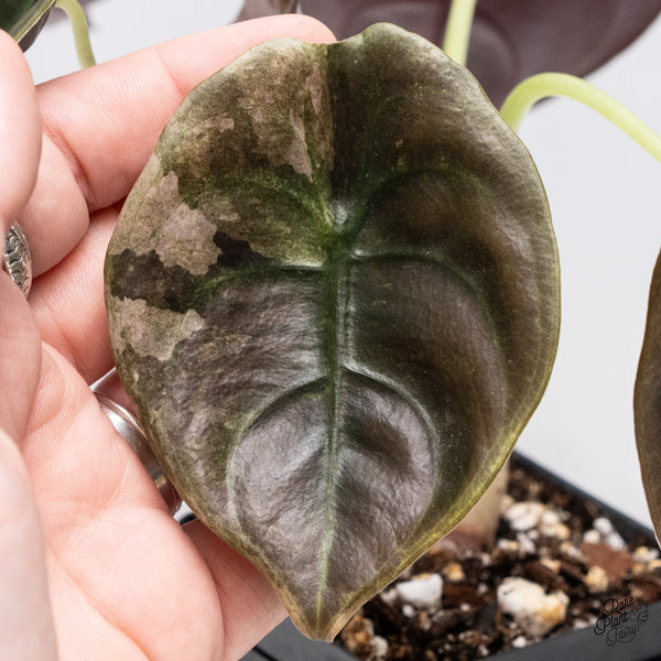 Alocasia Cuprea Pink/Mint Variegated (wk37-U) *Corming Size*