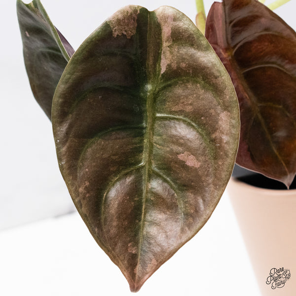Alocasia Cuprea Pink/Mint Variegated (wk37-U) *Corming Size*