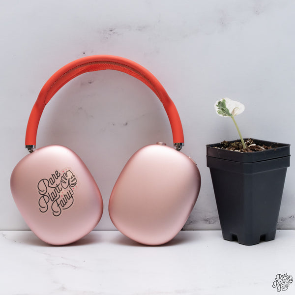 Alocasia Cuprea Albo/Pink Variegated (wk33-P)
