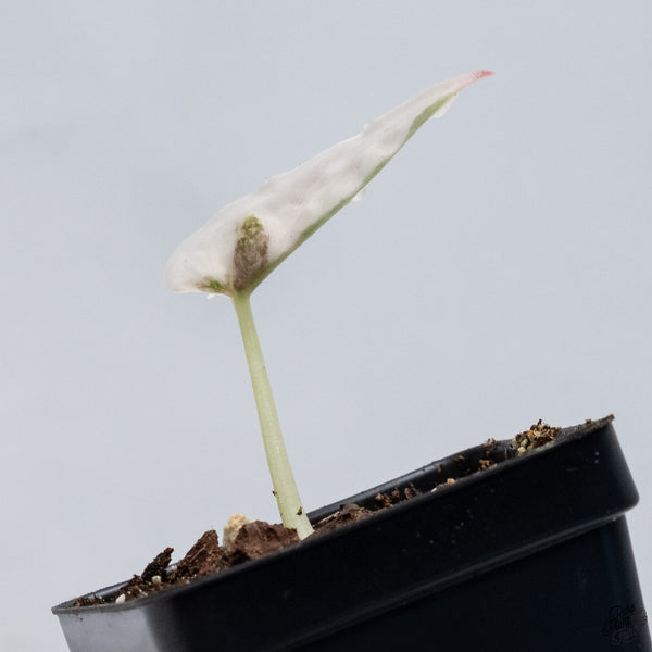 Alocasia Cuprea Albo/Pink Variegated (wk33-P)