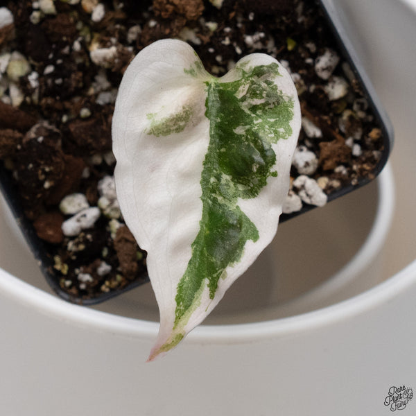 Alocasia Cuprea Albo/Pink Variegated (wk33-P)