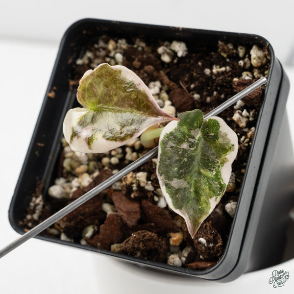Alocasia Cuprea Albo/Pink Variegated (wk34-L)