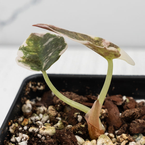 Alocasia Cuprea Albo/Pink Variegated (wk34-L)