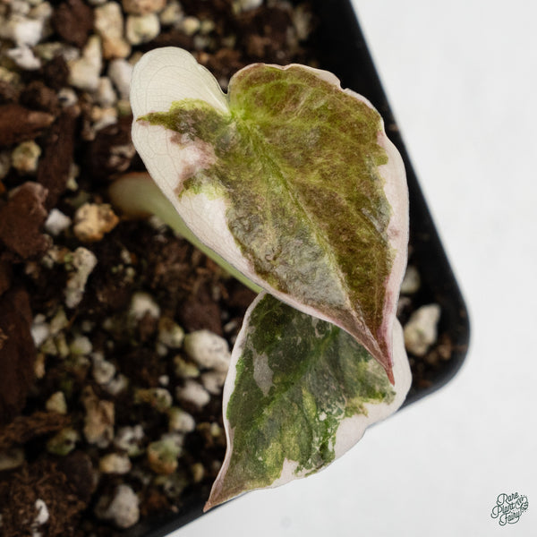 Alocasia Cuprea Albo/Pink Variegated (wk34-L)