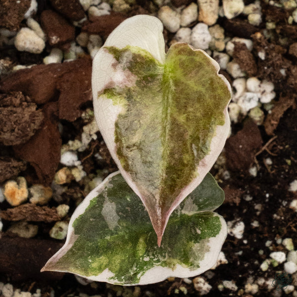 Alocasia Cuprea Albo/Pink Variegated (wk34-L)