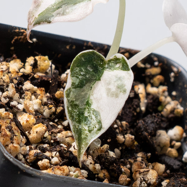 Alocasia Cuprea Albo/Pink Variegated (wk36-M)