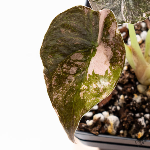 Alocasia Cuprea Albo/Pink Variegated (wk37-V)