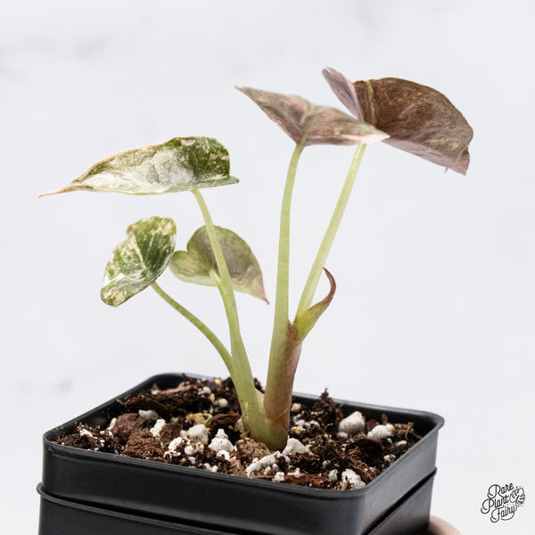Alocasia Cuprea Albo/Pink Variegated (wk37-V)