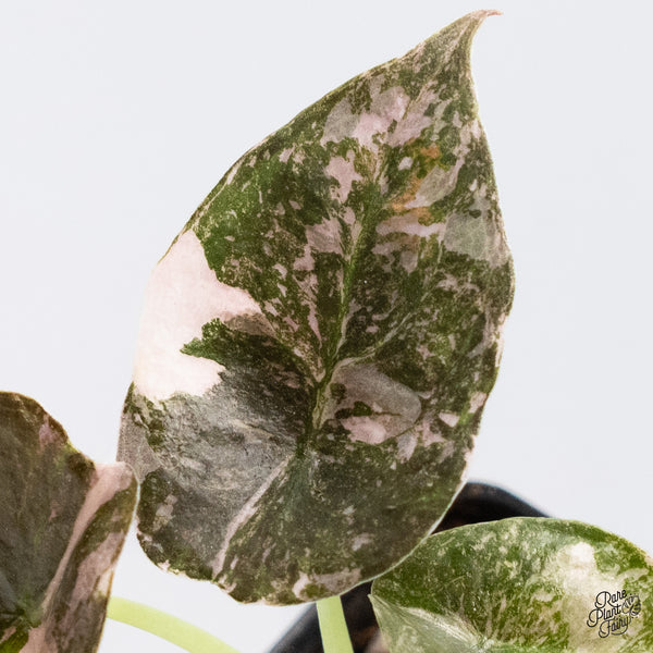Alocasia Cuprea Albo/Pink Variegated (wk37-V)