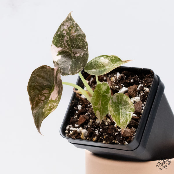 Alocasia Cuprea Albo/Pink Variegated (wk37-V)