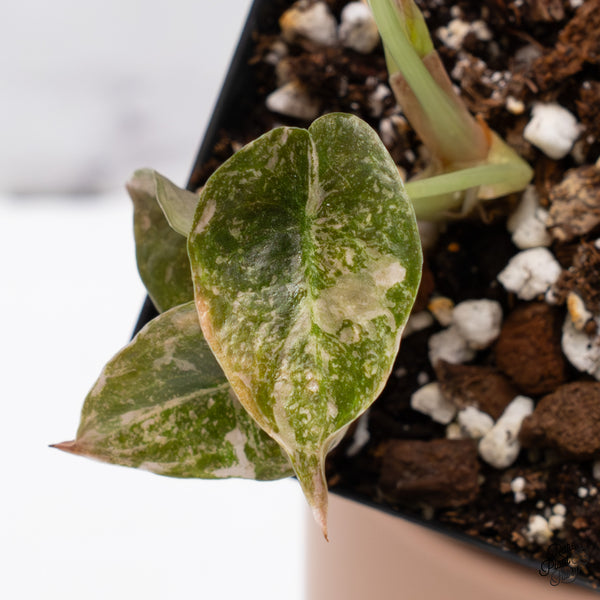 Alocasia Cuprea Albo/Pink Variegated (wk37-V)