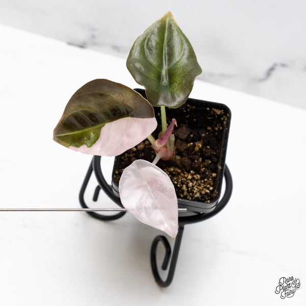 Alocasia 'Cuprea' Albo/Pink Variegated (wk45-A) *Sectoral*