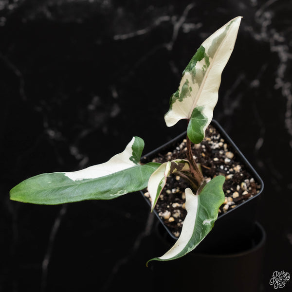 Alocasia lauterbachiana albo variegated *Grower's choice*