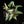 Alocasia lauterbachiana albo variegated *Grower's choice*