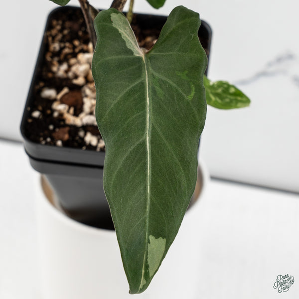 Alocasia Lauterbachiana Albo Variegated (wk34-C)