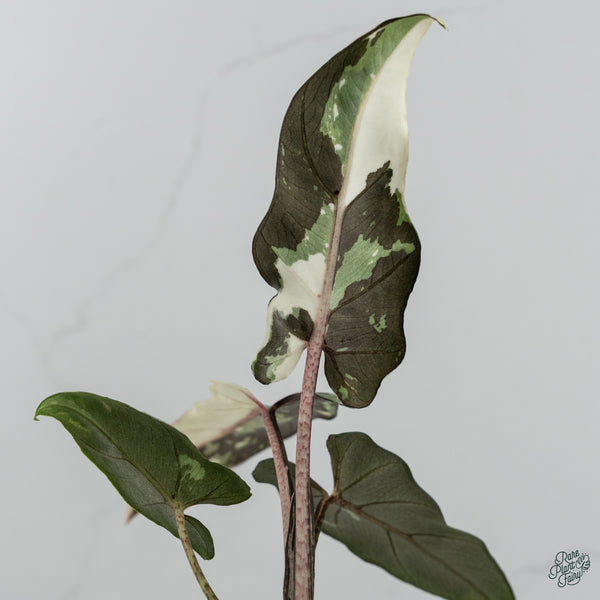 Alocasia Lauterbachiana Albo Variegated (wk34-C)