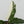 Alocasia Lauterbachiana Albo Variegated (wk34-C)
