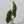 Alocasia Lauterbachiana Albo Variegated (wk34-C)