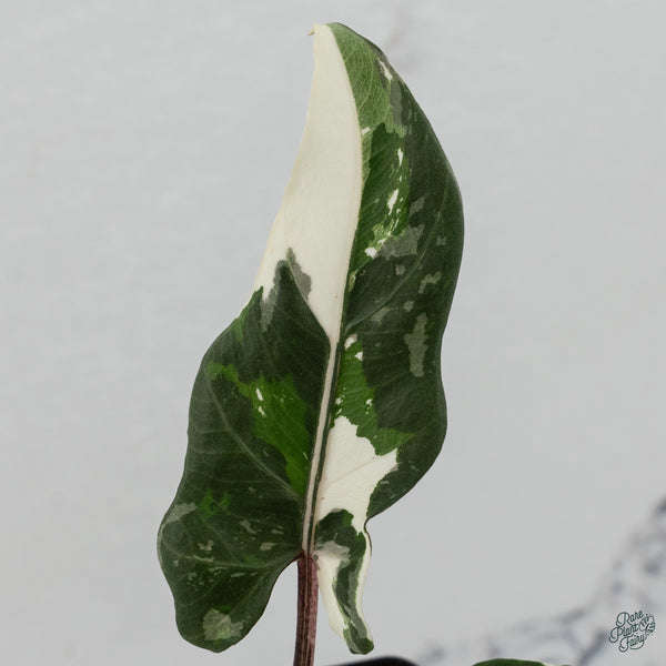 Alocasia Lauterbachiana Albo Variegated (wk34-C)