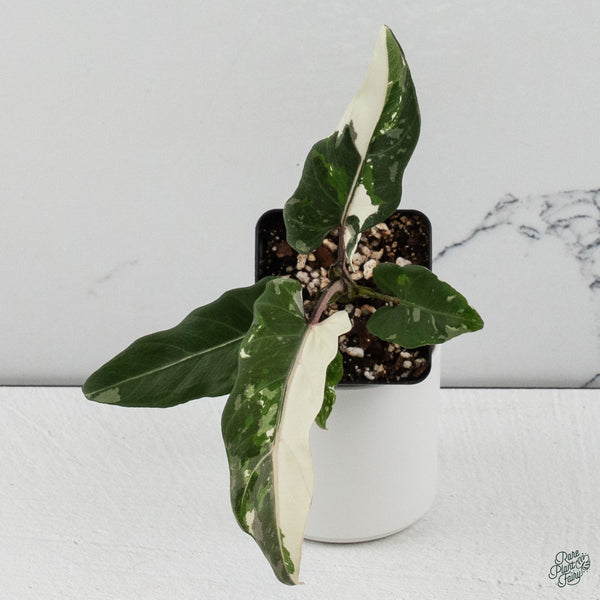 Alocasia Lauterbachiana Albo Variegated (wk34-C)