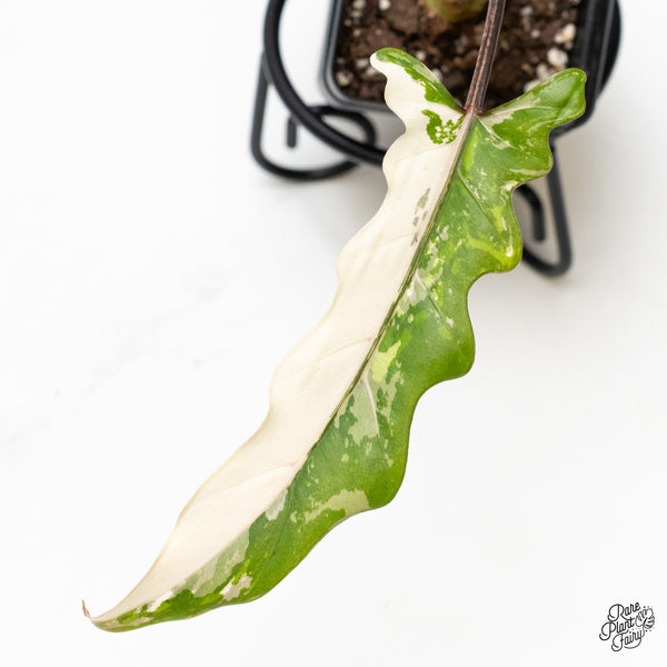 Alocasia Lauterbachiana Albo Variegated (wk50-O)