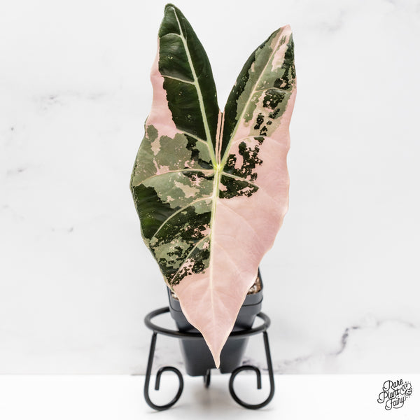 Alocasia Longiloba 'Black Satun' Pink Variegated (wk48-UB)