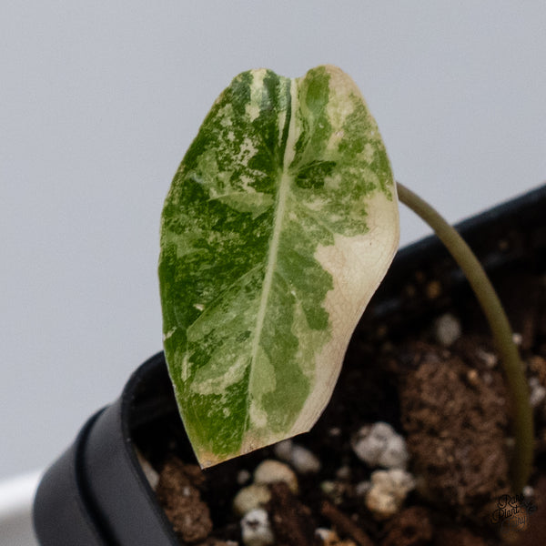 Alocasia Longiloba Grandis Variegated (wk35-AA)