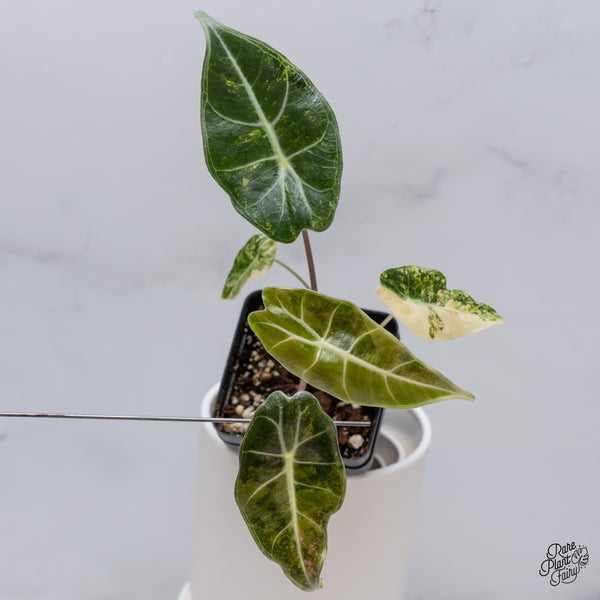 Alocasia Longiloba Grandis Variegated (wk35-AA)