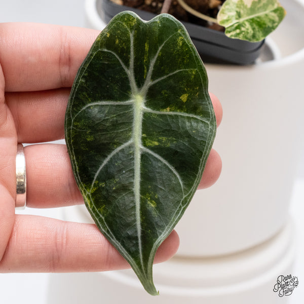 Alocasia Longiloba Grandis Variegated (wk35-AA)